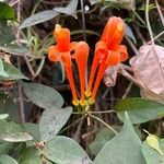 Pyrostegia venusta Flower