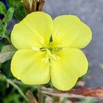 Oenothera parvifloraFlower