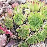 Sempervivum marmoreum Hoja
