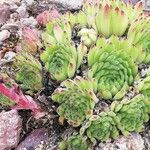 Sempervivum marmoreum Fuelha