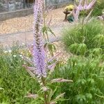 Veronica longifolia Flower