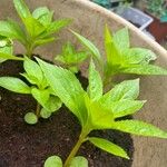 Impatiens balsamina Leaf