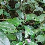 Psychotria urbaniana Лист