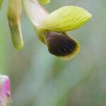 Vicia melanops Flower