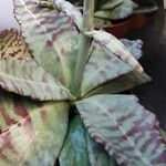 Kalanchoe marmorata 葉