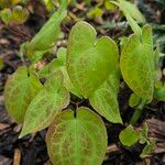 Epimedium alpinum Costuma