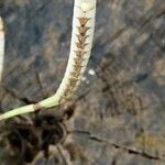 Bulbophyllum longiflorum Blodyn