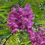 Robinia hispida Flor