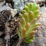 Sedum alpestre Blad