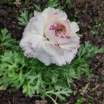 Ranunculus asiaticusBlüte