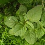 Amaranthus blitum 葉