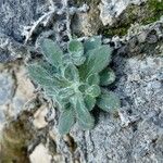 Campanula mollis Leaf