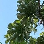 Cecropia pachystachya 葉