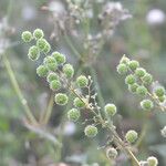 Urtica pilulifera Frucht