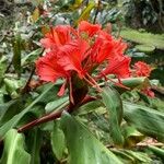 Hedychium greenii Flower