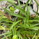 Dianthus glacialis برگ