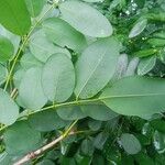 Lennea viridiflora Leaf
