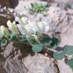 Antirrhinum molle Flower