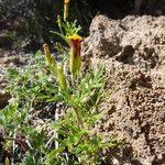 Tagetes multiflora Hábito