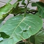 Solanum betaceum Leaf