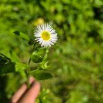 Erigeron strigosusLorea