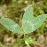 Trifolium ciliolatum Ліст