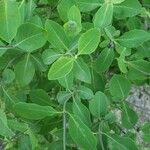 Lonicera etrusca Blad