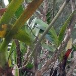 Jumellea confusa Fruto