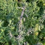 Leonurus quinquelobatus Hoja