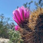 Echinocereus engelmanniiKwiat