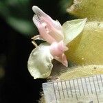 Calathea lasiostachya Flower