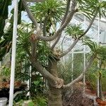 Pachypodium lamerei Συνήθη χαρακτηριστικά