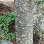 Abies balsamea 树皮