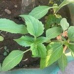 Helianthus annuusFolio