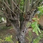 Salix pedicellata Bark