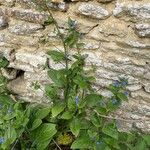 Pentaglottis sempervirens Natur