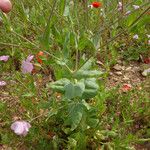 Vaccaria hispanica その他の提案