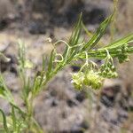 Gomphocarpus fruticosus Fleur