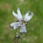 Silene ciliata Flor