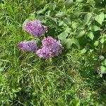 Syringa persica Flor