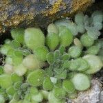 Sedum fragrans Vekstform