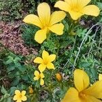 Linum campanulatumFlower