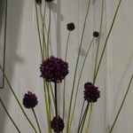 Allium rotundum Цвят