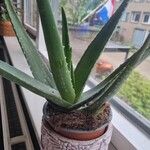 Aloe vera Levél
