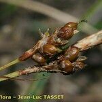 Carex liparocarpos Fruit