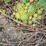 Sempervivum globiferum Folla