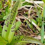 Dactylorhiza incarnata Foglia