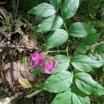 Lathyrus venetus Bloem