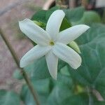 Jasminum sambac Květ