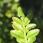 Weinmannia tinctoria Leaf